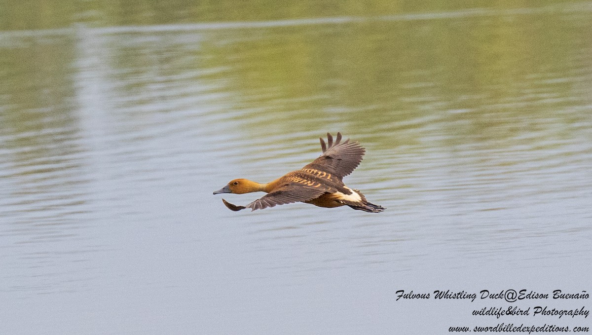 Fulvous Whistling-Duck - ML620479775