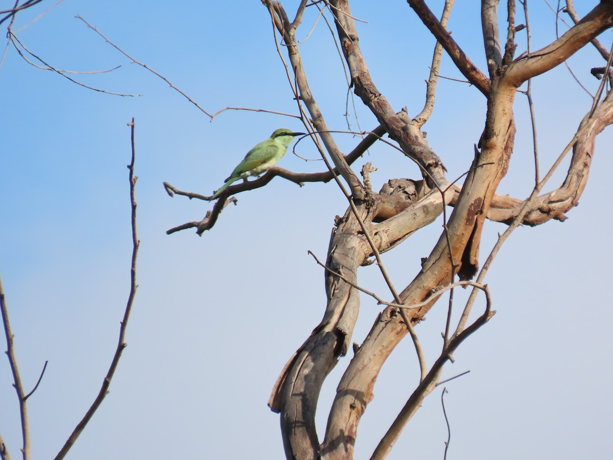 Asian Green Bee-eater - ML620479776