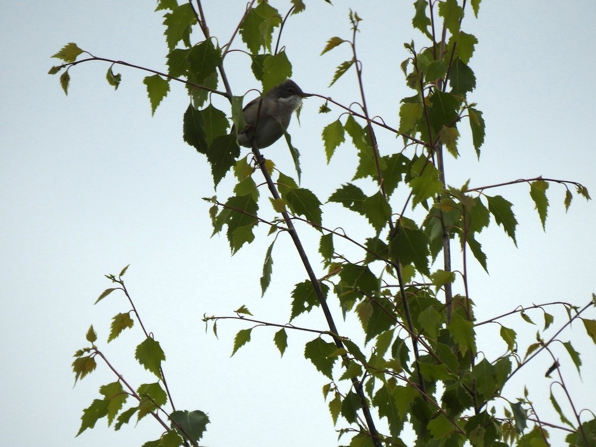 Greater Whitethroat - ML620479779