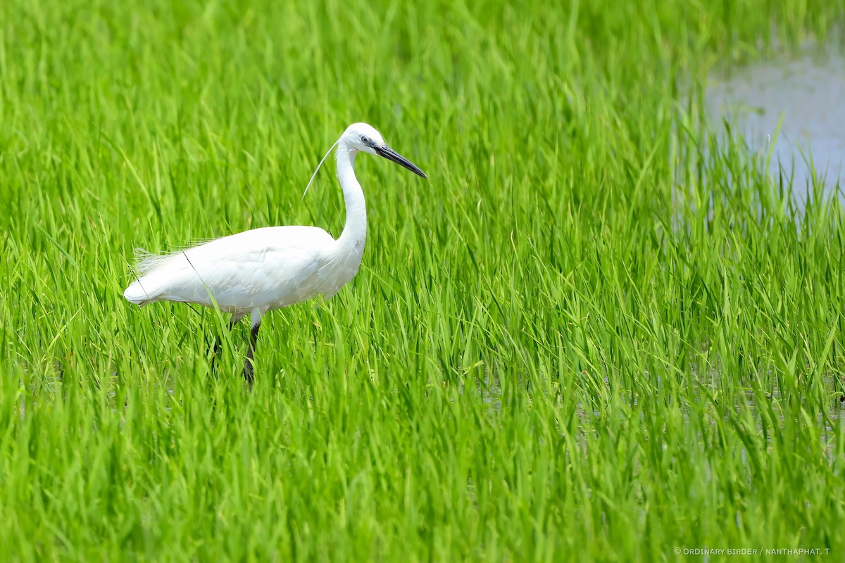 Little Egret - ML620479780