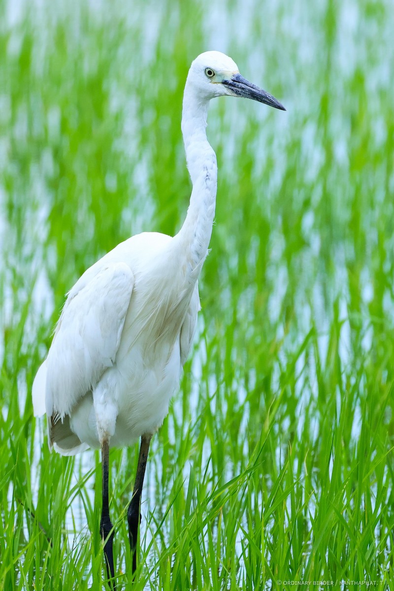 Little Egret - ML620479781