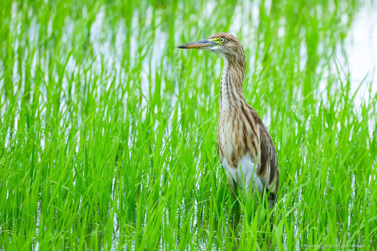 pond-heron sp. - ML620479782