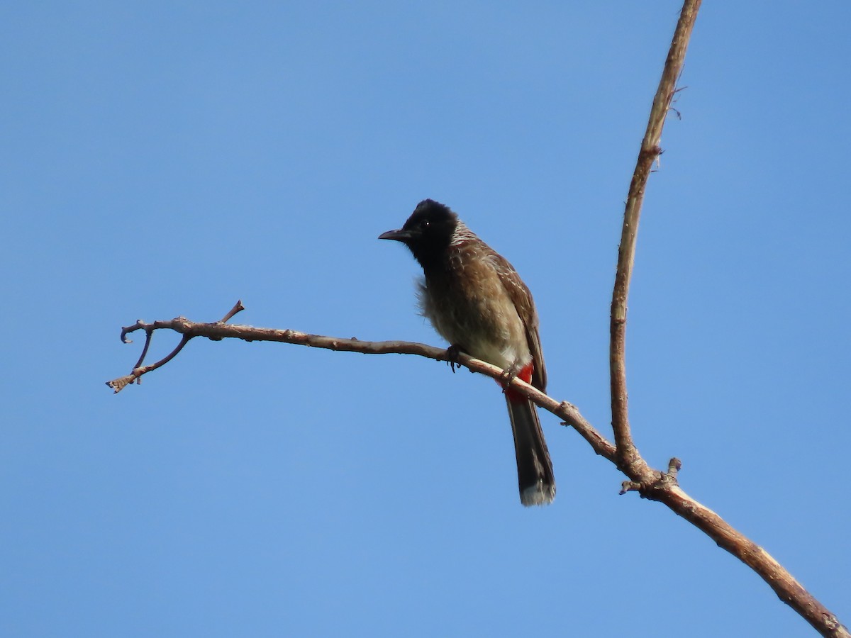 Red-vented Bulbul - ML620479785
