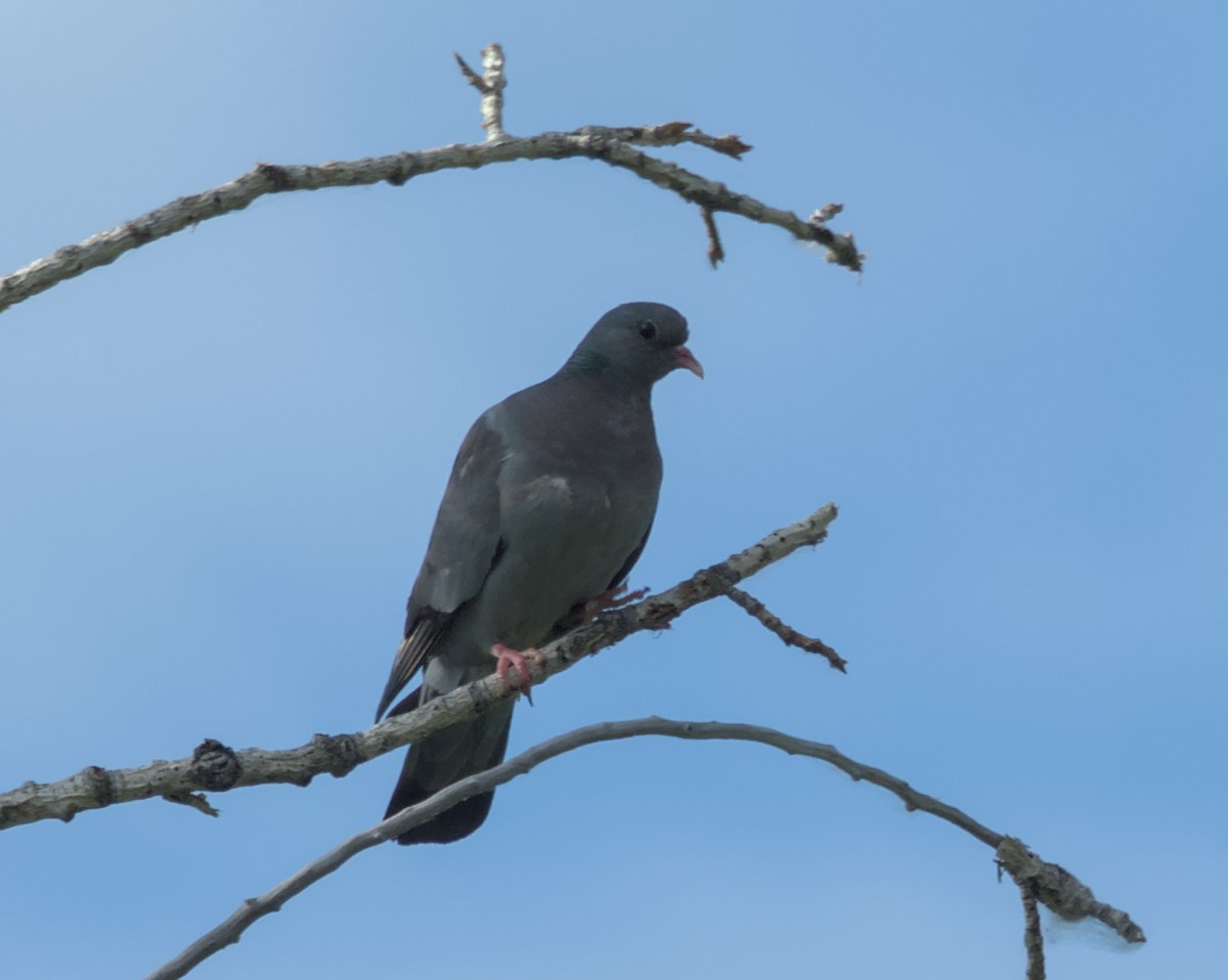 Pigeon colombin - ML620479786