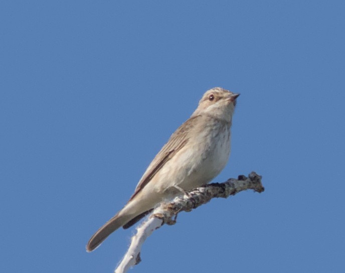 Spotted Flycatcher - ML620479788