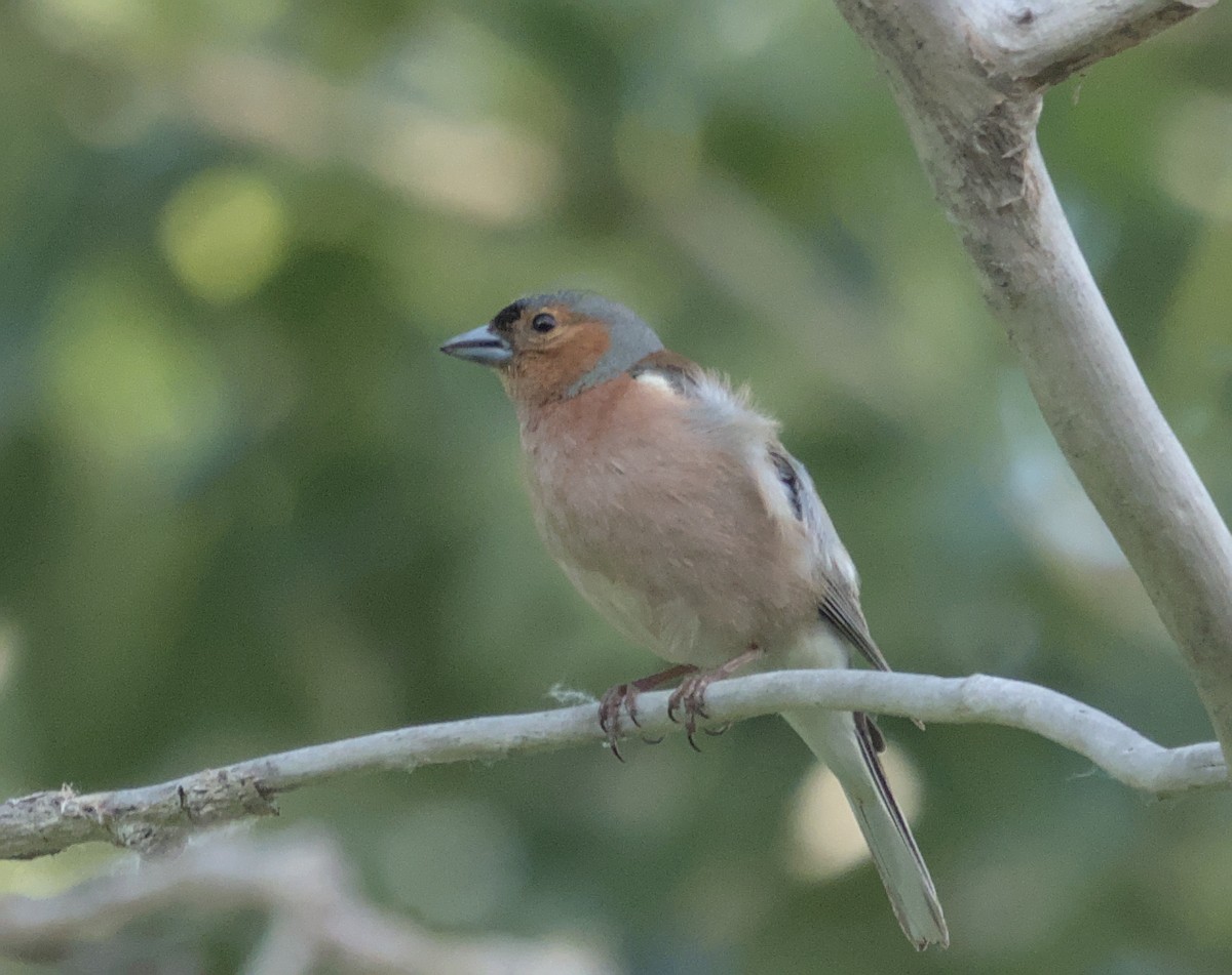 Common Chaffinch - ML620479791