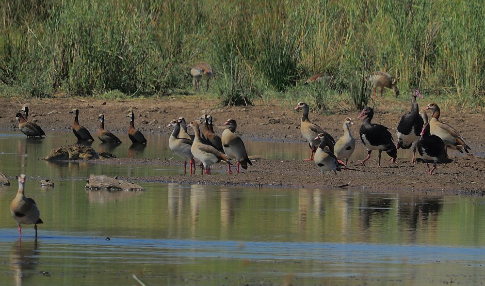 Spur-winged Goose - ML620479792