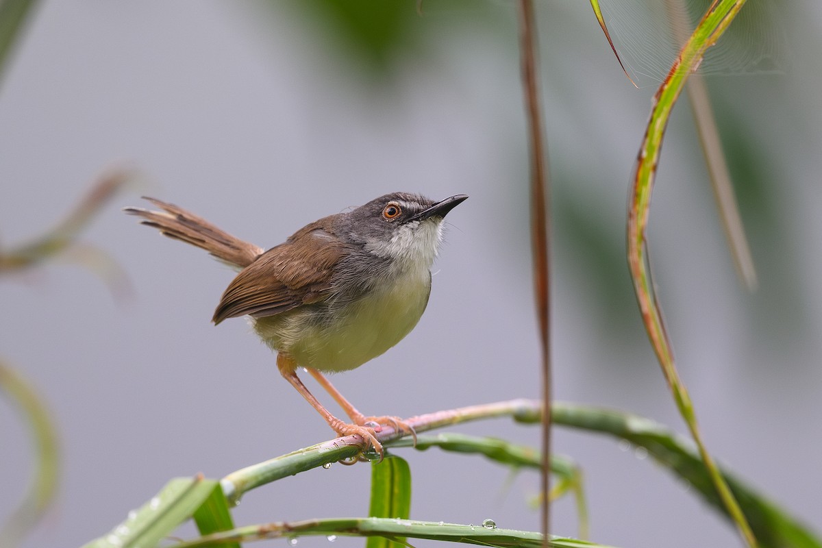 Rufescent Prinia - ML620479793