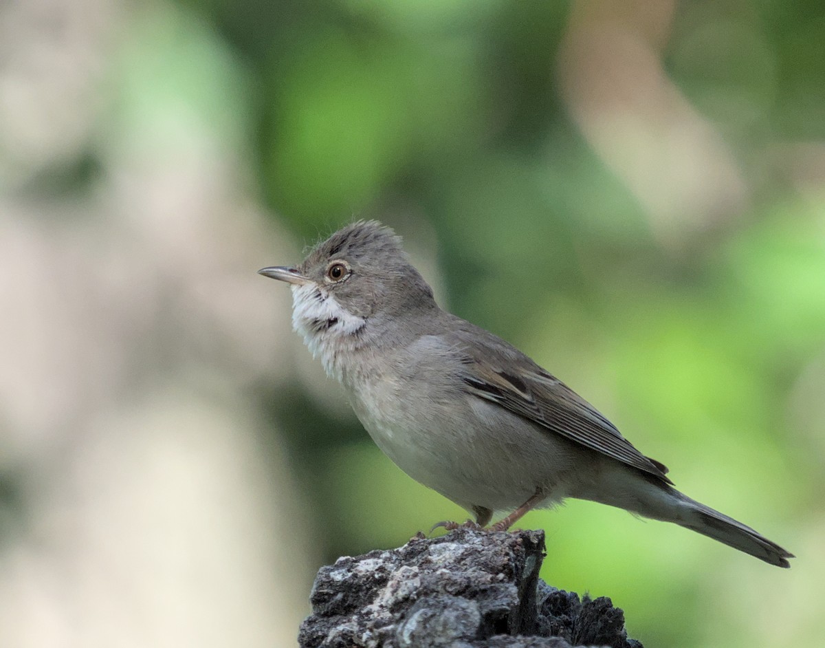 Greater Whitethroat - ML620479794