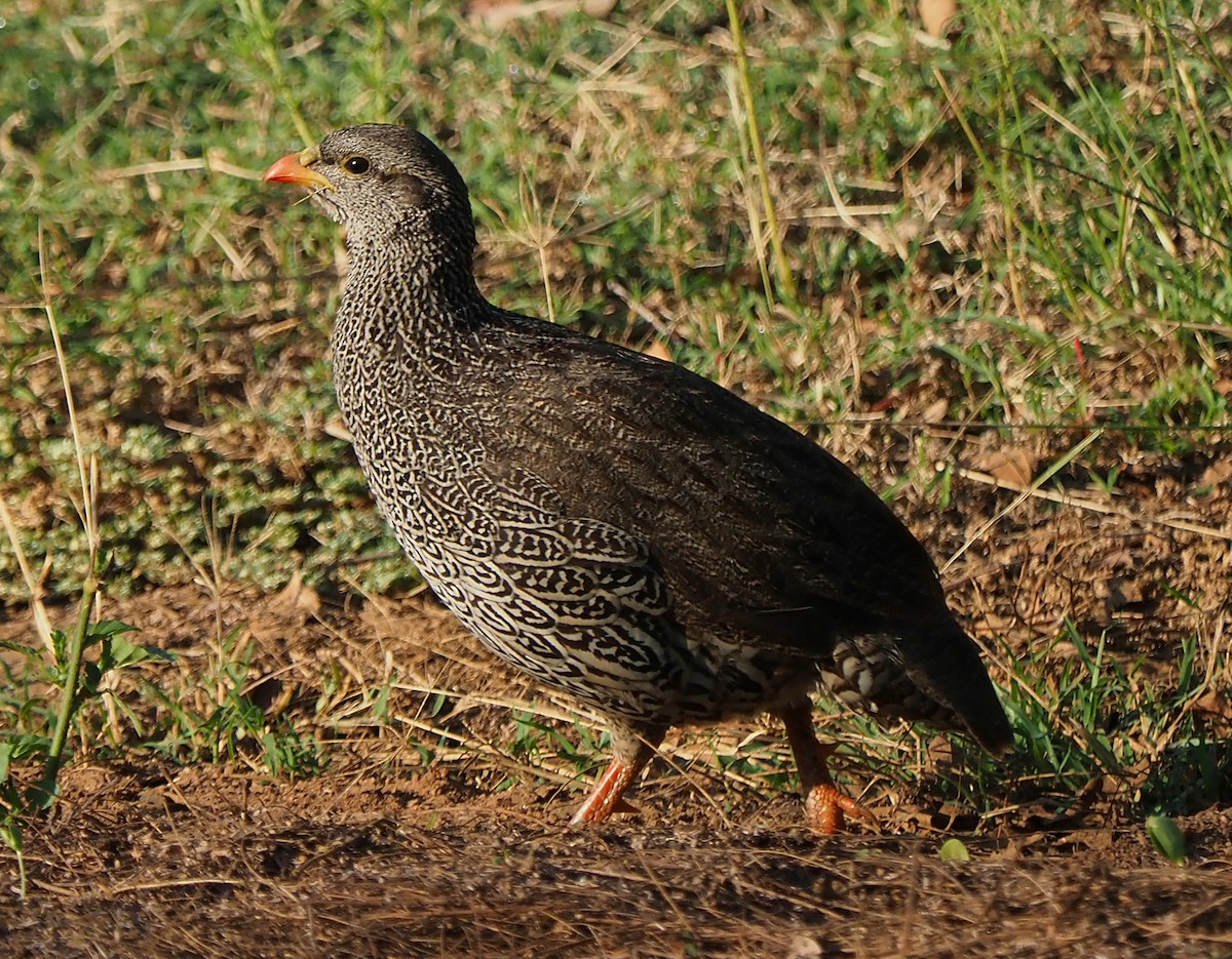 Natal Spurfowl - ML620479795