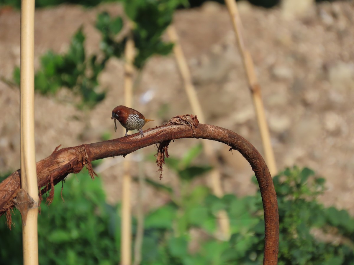 Scaly-breasted Munia - ML620479796