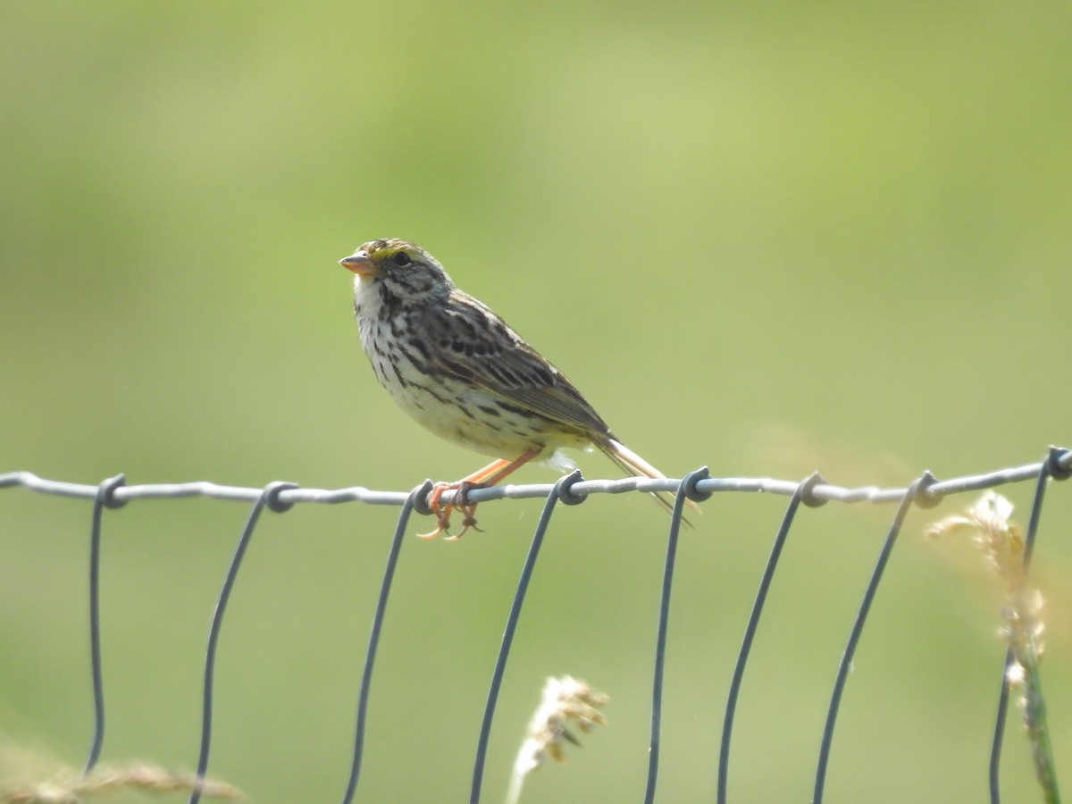 Savannah Sparrow - ML620479797