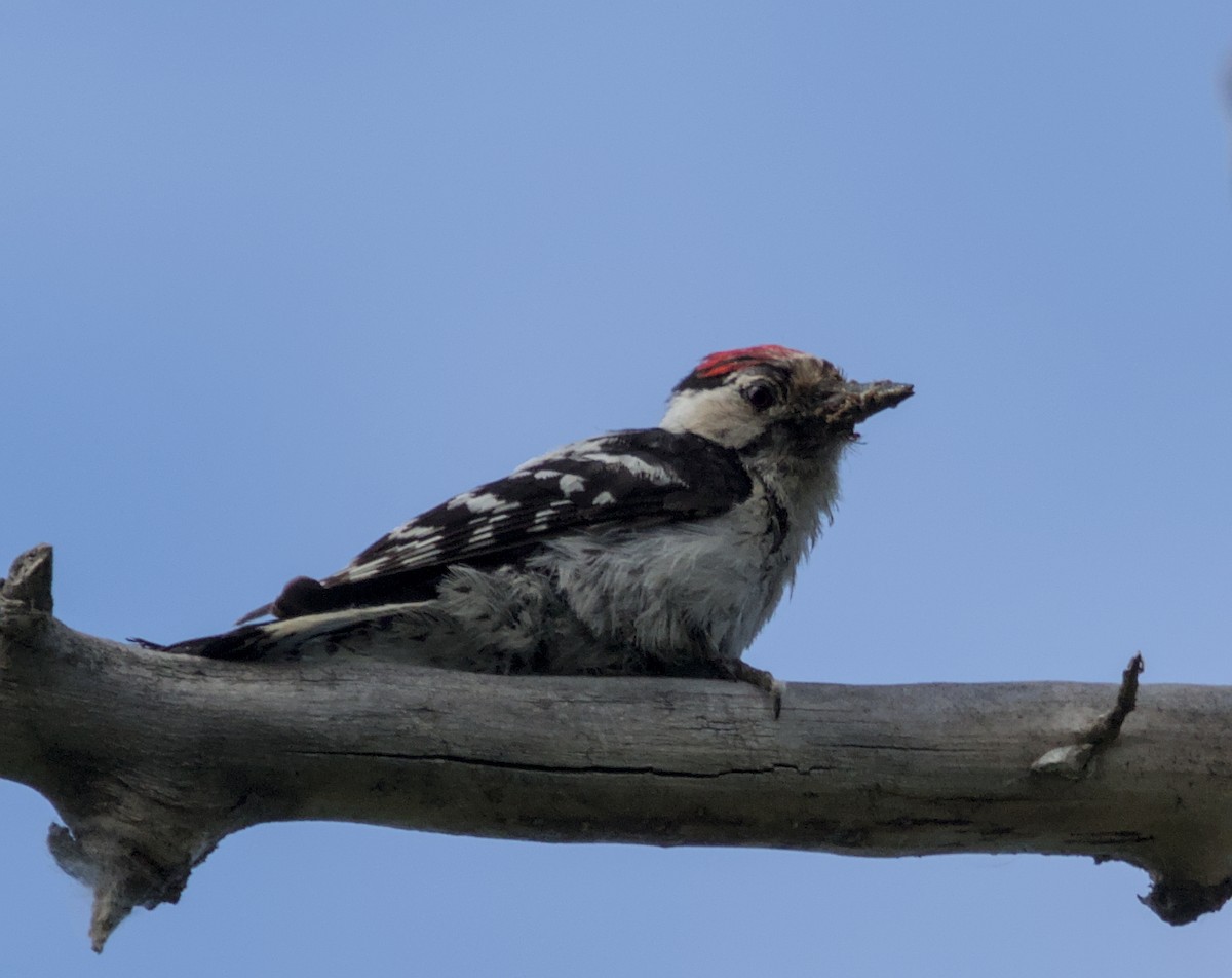 Lesser Spotted Woodpecker - ML620479799