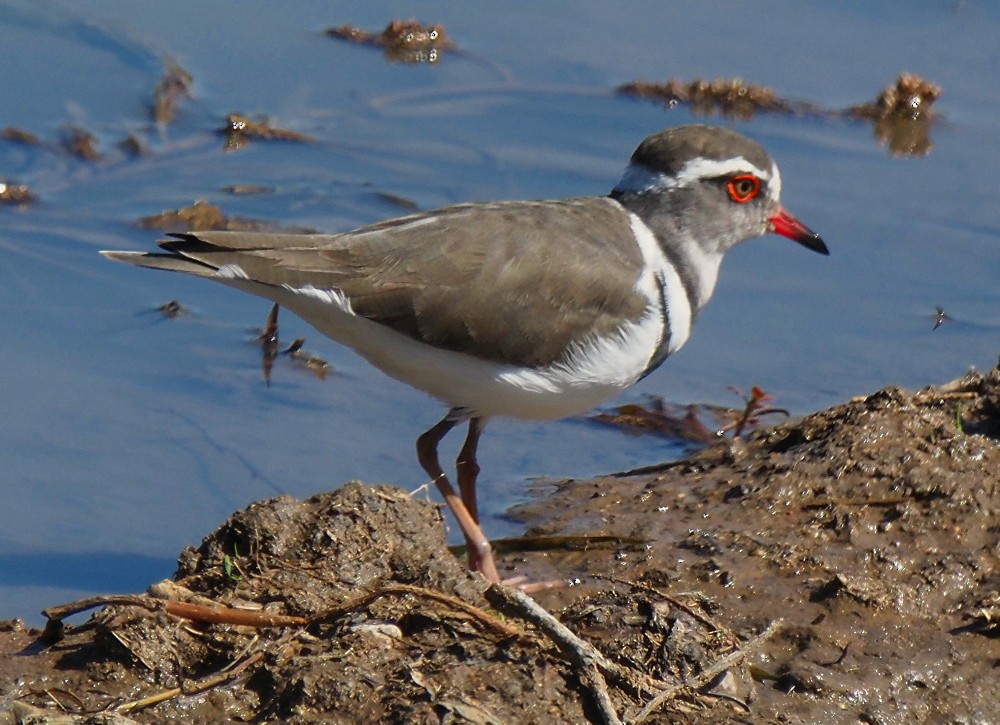 Three-banded Plover - ML620479803