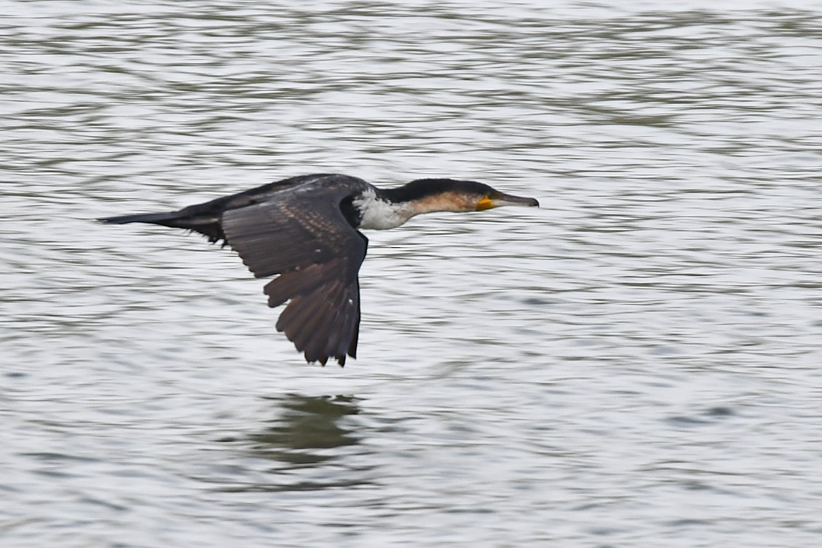 Great Cormorant - ML620479806