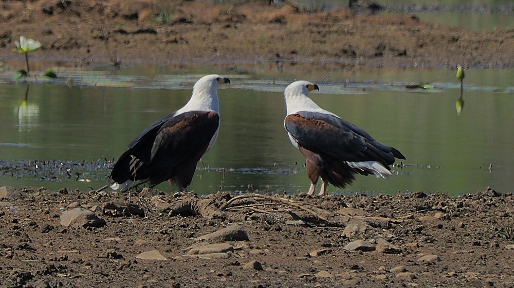 African Fish-Eagle - ML620479807