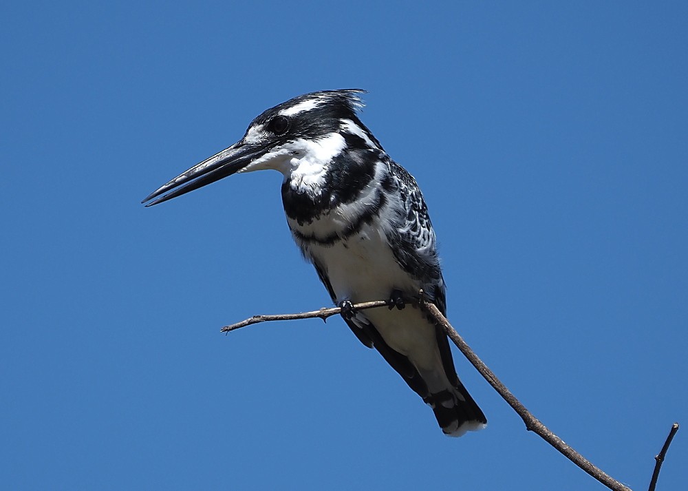 Pied Kingfisher - ML620479808