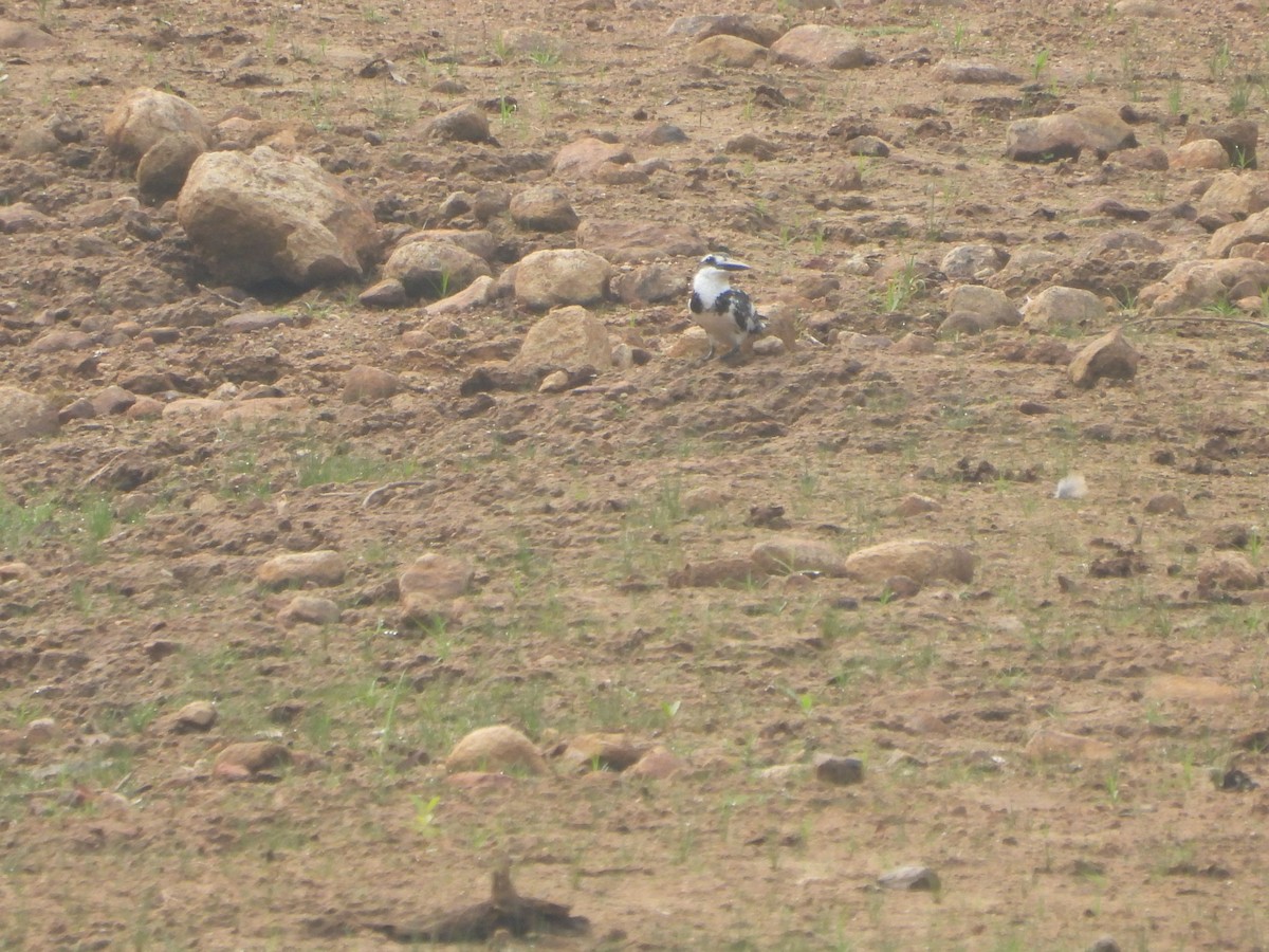 Pied Kingfisher - ML620479810