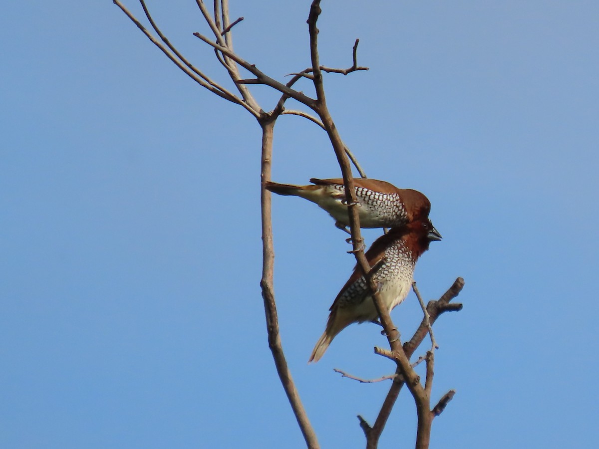 Scaly-breasted Munia - Narender cv