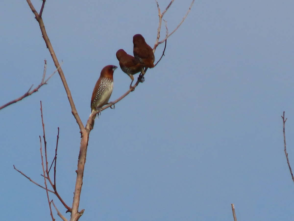 Scaly-breasted Munia - ML620479820