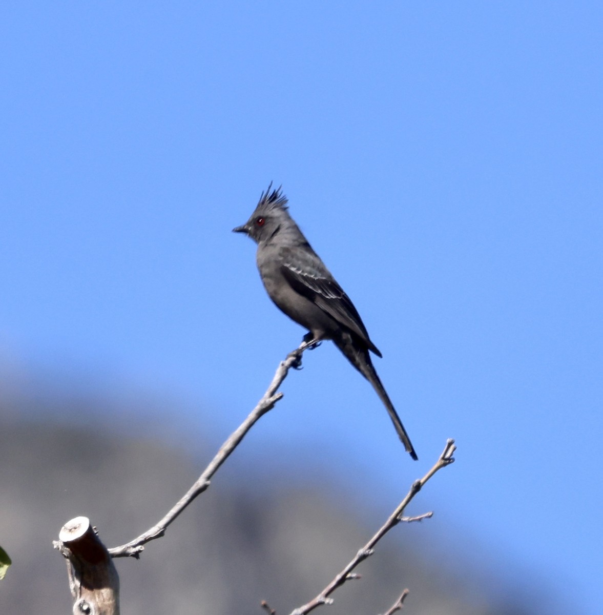 Capulinero Negro - ML620479822