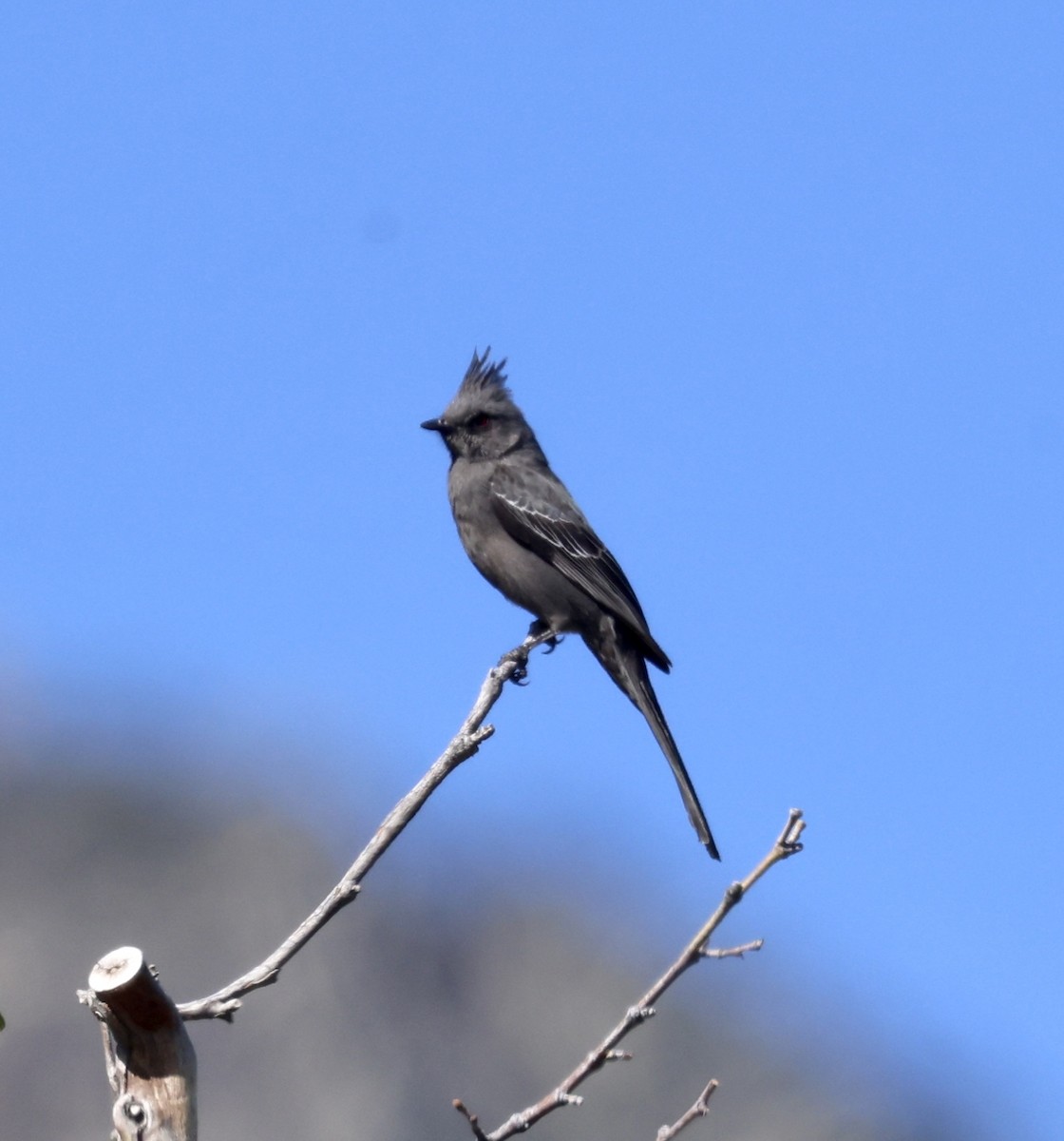 Capulinero Negro - ML620479823