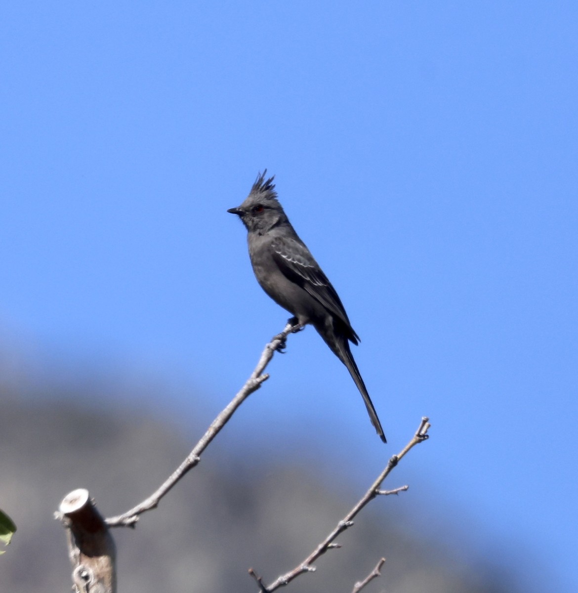 Capulinero Negro - ML620479824