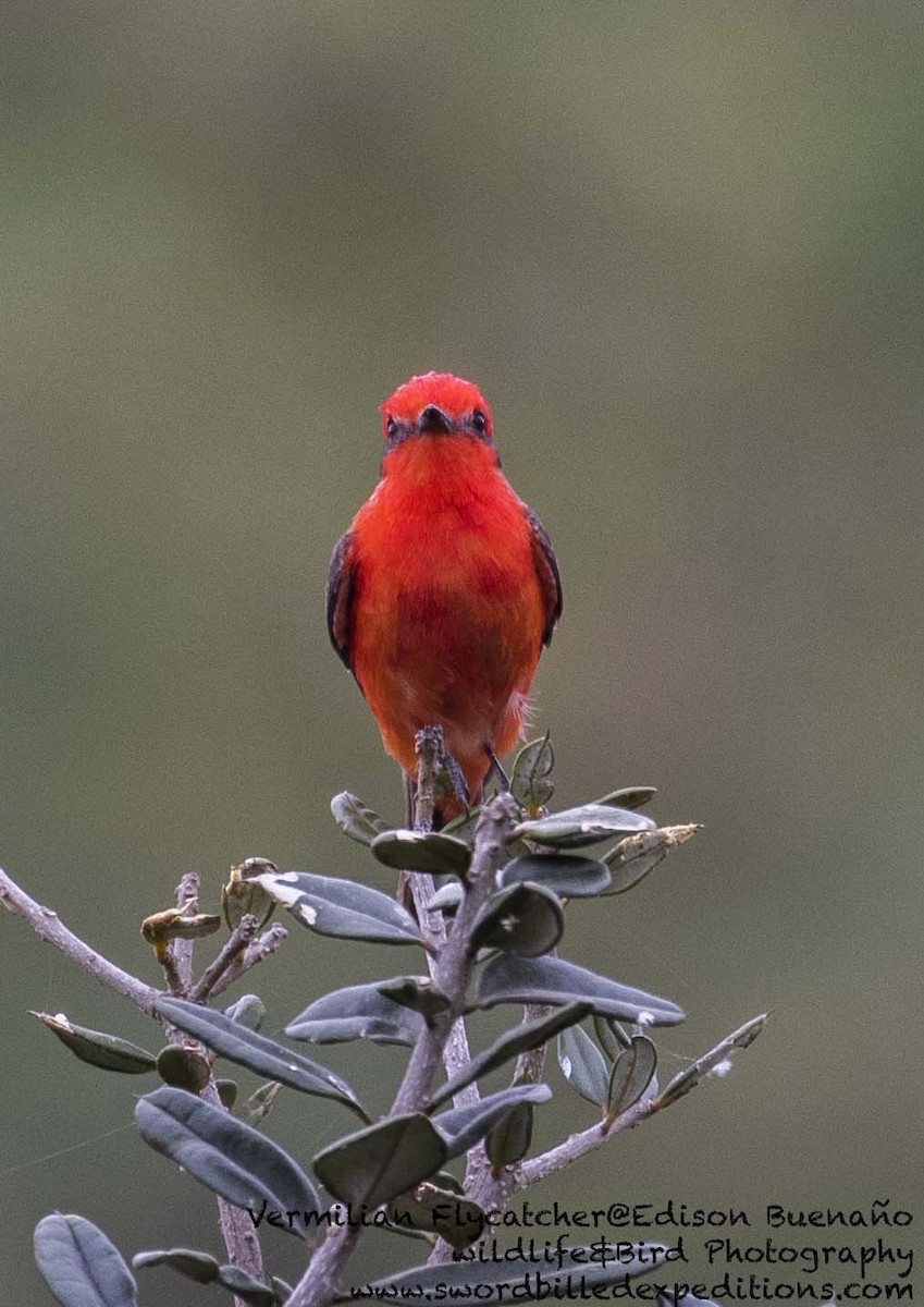 Vermilion Flycatcher - ML620479827