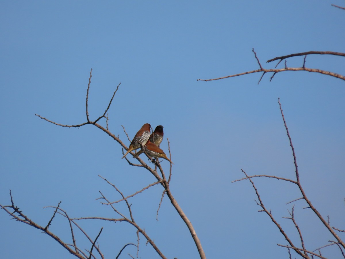 Scaly-breasted Munia - ML620479829