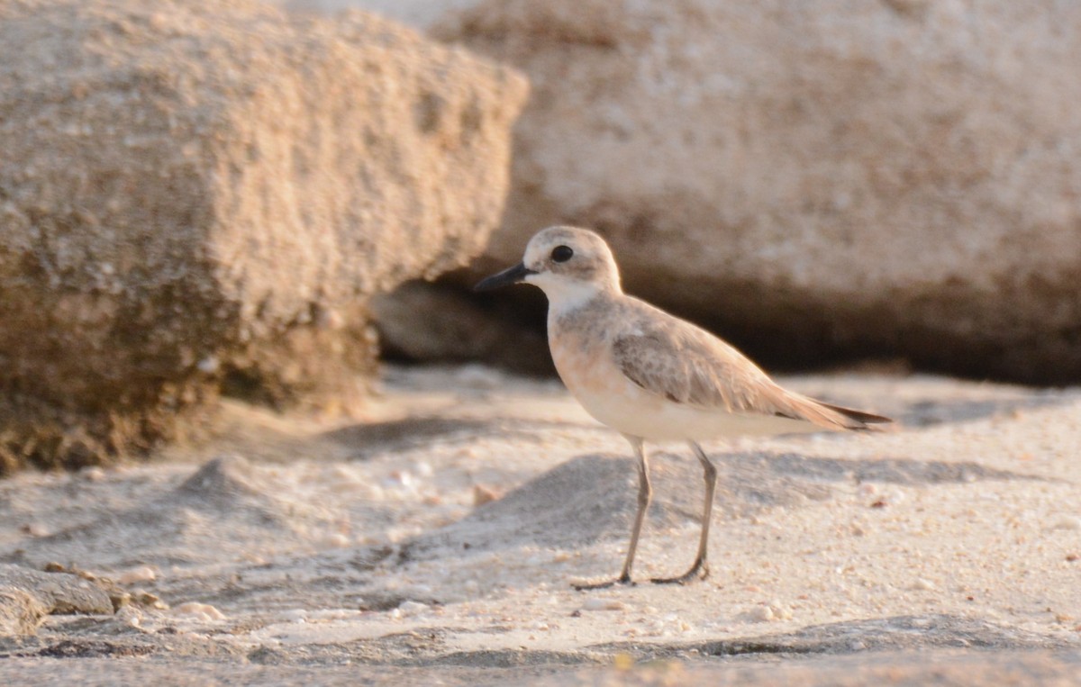 Greater Sand-Plover - ML620479831