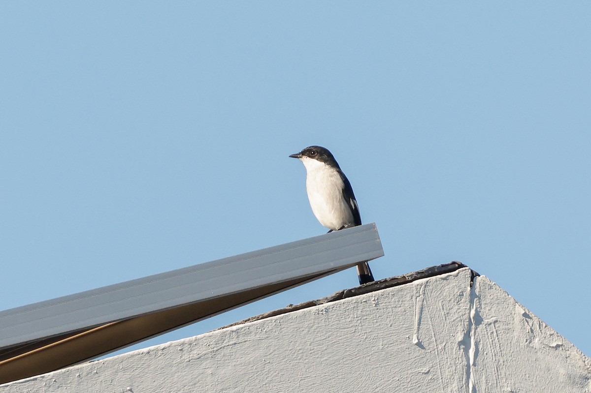 Fiscal Flycatcher - ML620479839