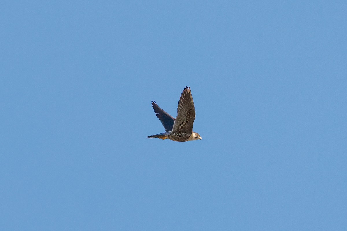 Peregrine Falcon (African) - ML620479844