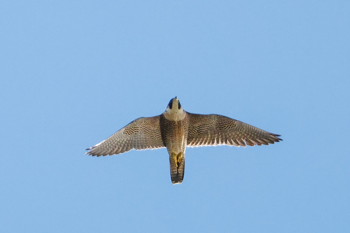 Peregrine Falcon (African) - ML620479845