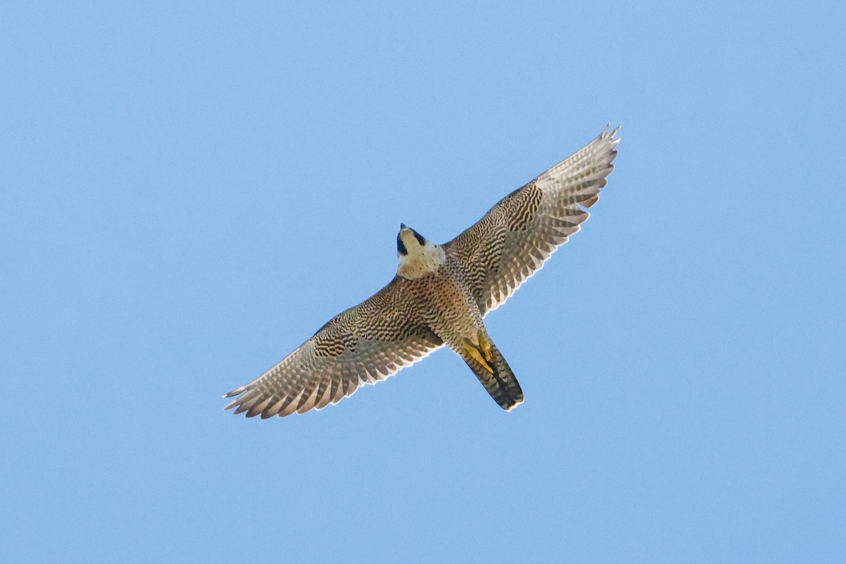 Peregrine Falcon (African) - ML620479846