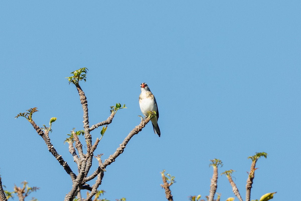 Pin-tailed Whydah - ML620479847