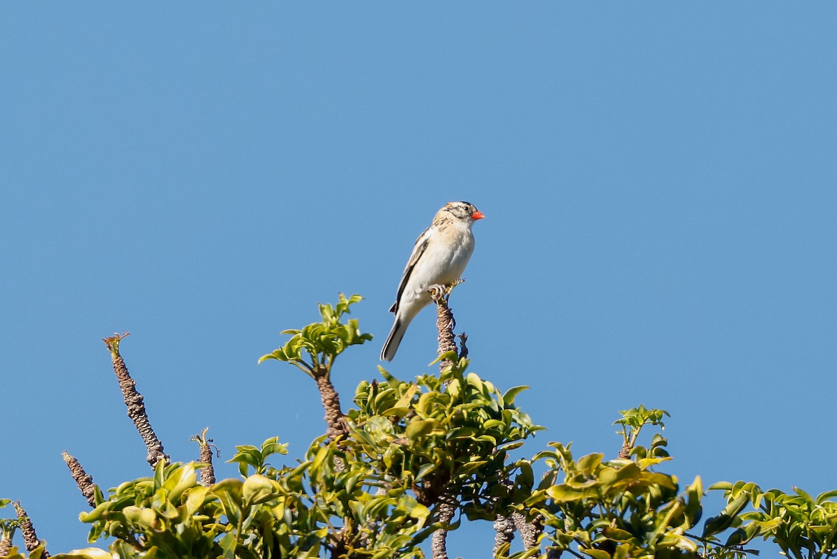 Pin-tailed Whydah - ML620479848