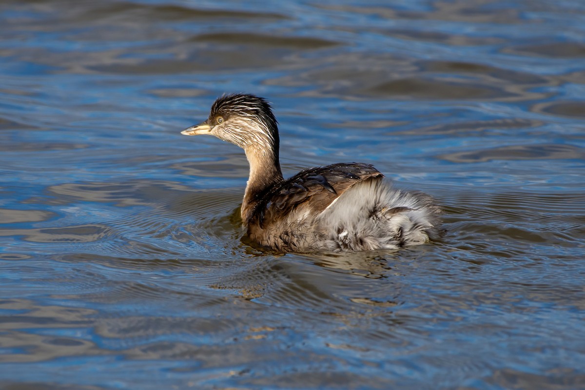 Hoary-headed Grebe - ML620479849