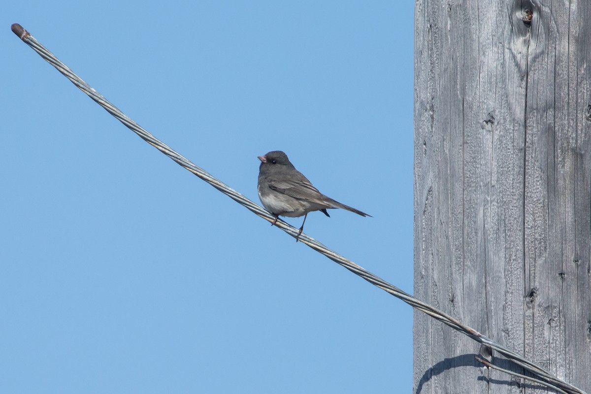 Dark-eyed Junco (Slate-colored) - ML620479851