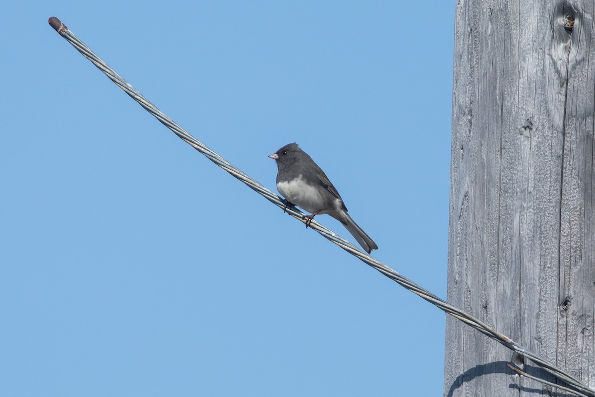 Юнко сірий (підвид hyemalis/carolinensis) - ML620479852