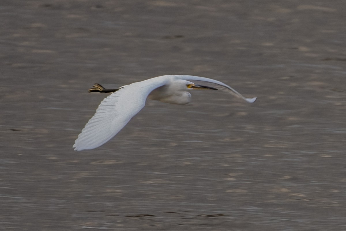 Little Egret - ML620479855