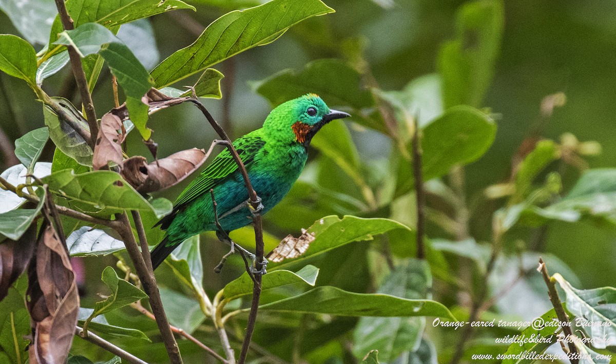 Orange-eared Tanager - ML620479856