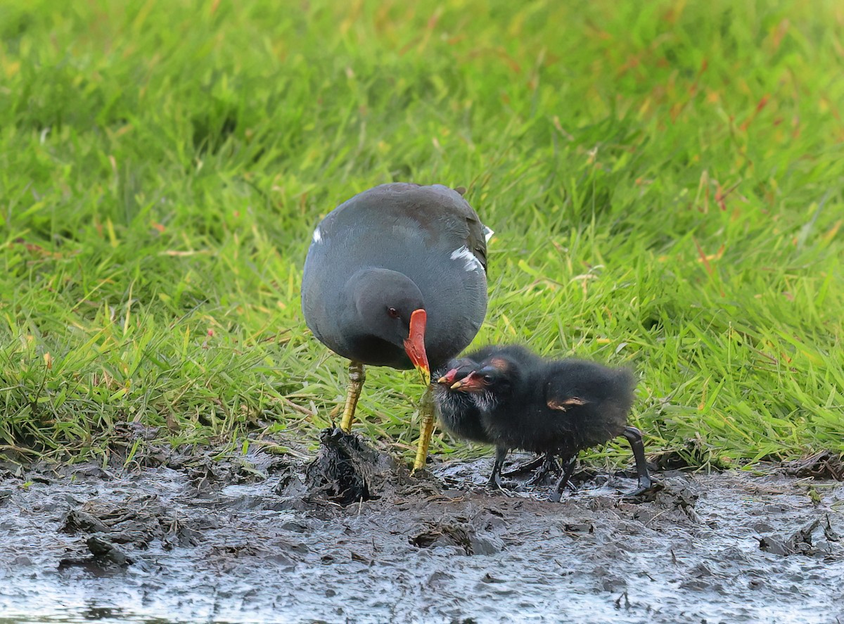 Eurasian Moorhen - ML620479857