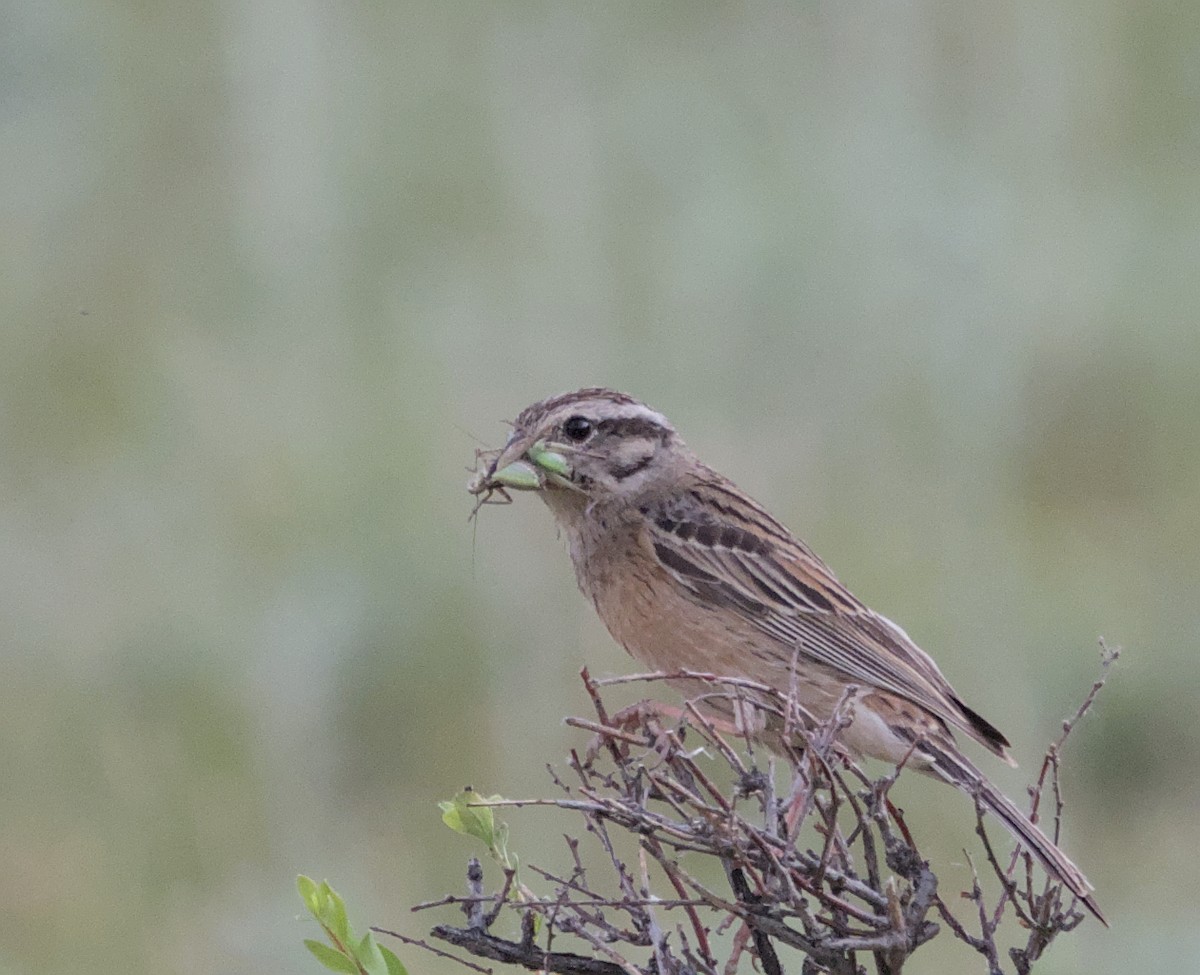 Rock Bunting - ML620479859