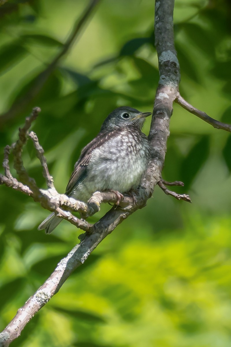 Eastern Bluebird - ML620479863