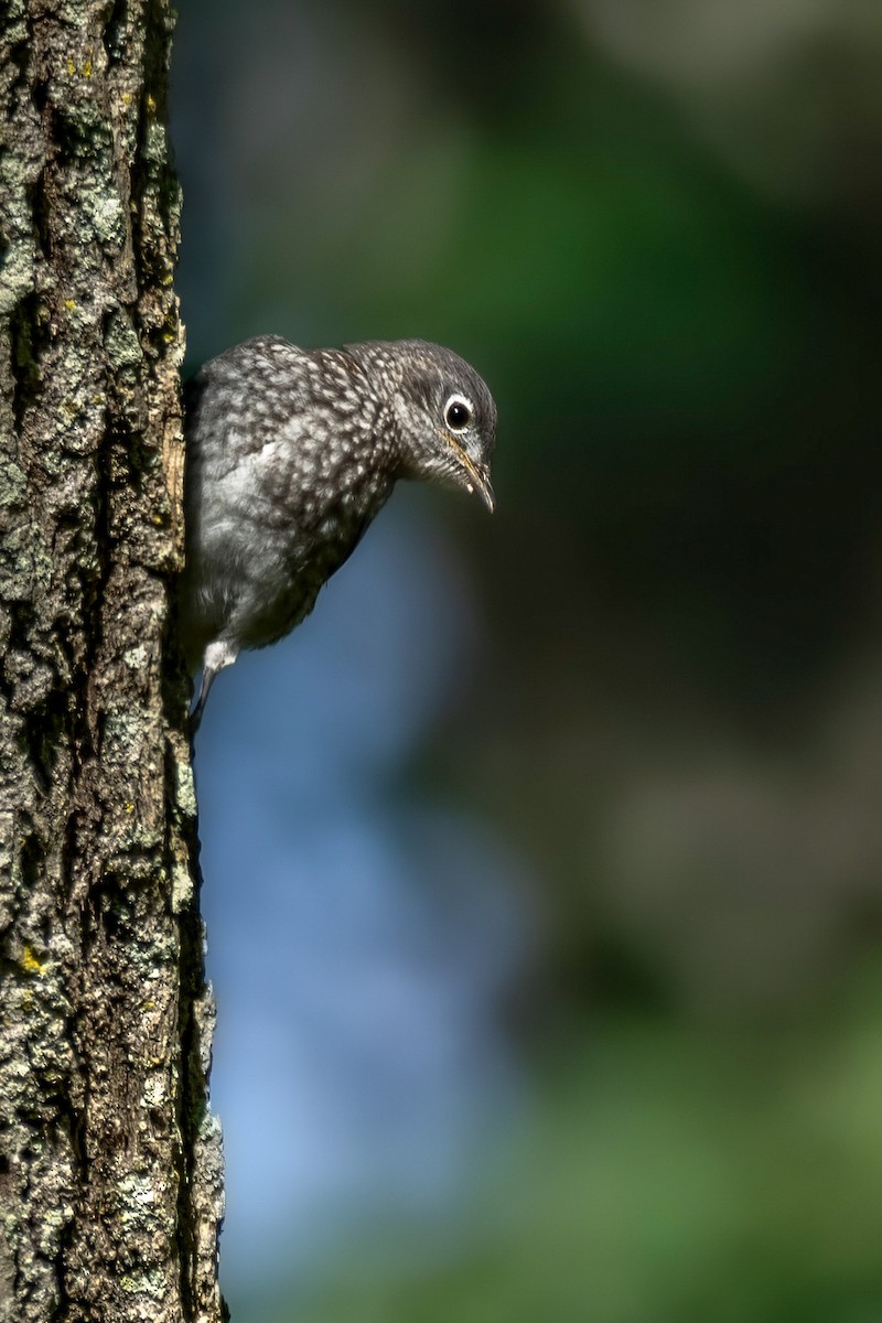 Eastern Bluebird - ML620479864