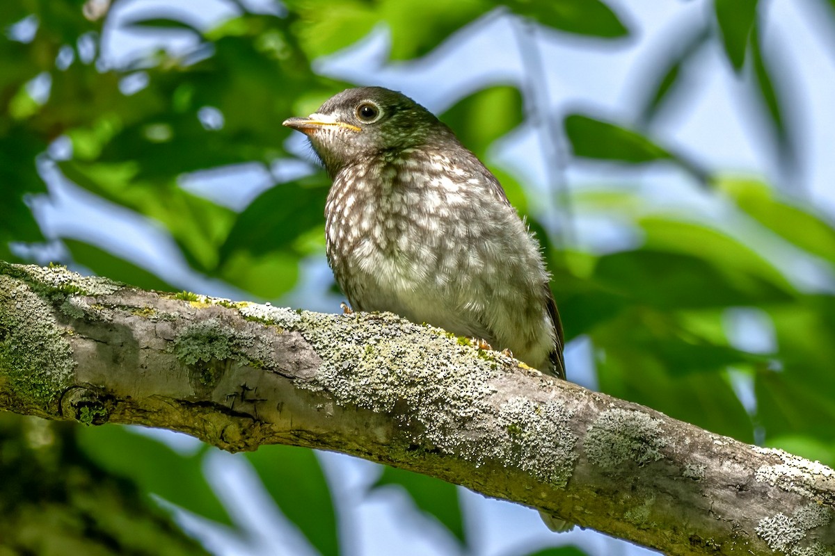 Eastern Bluebird - ML620479865