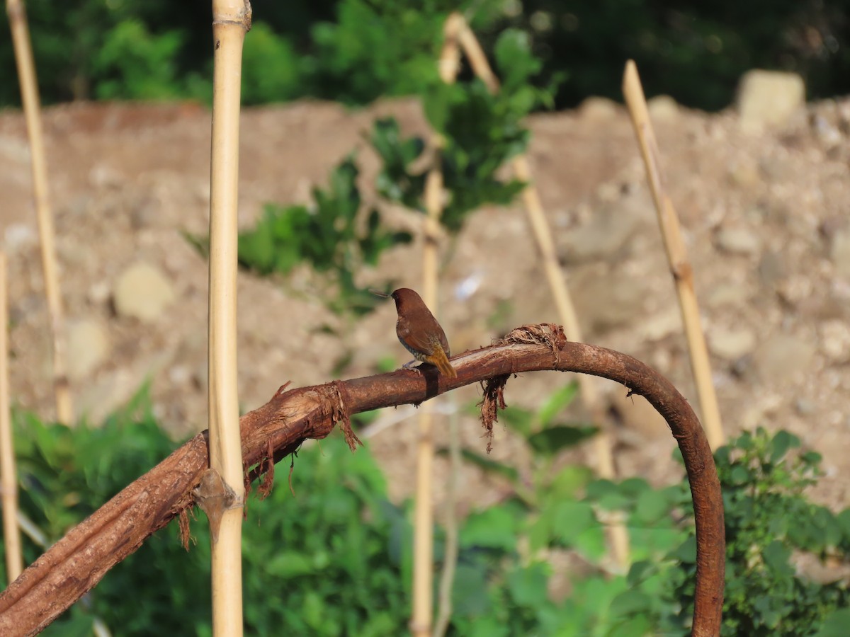 Scaly-breasted Munia - ML620479866