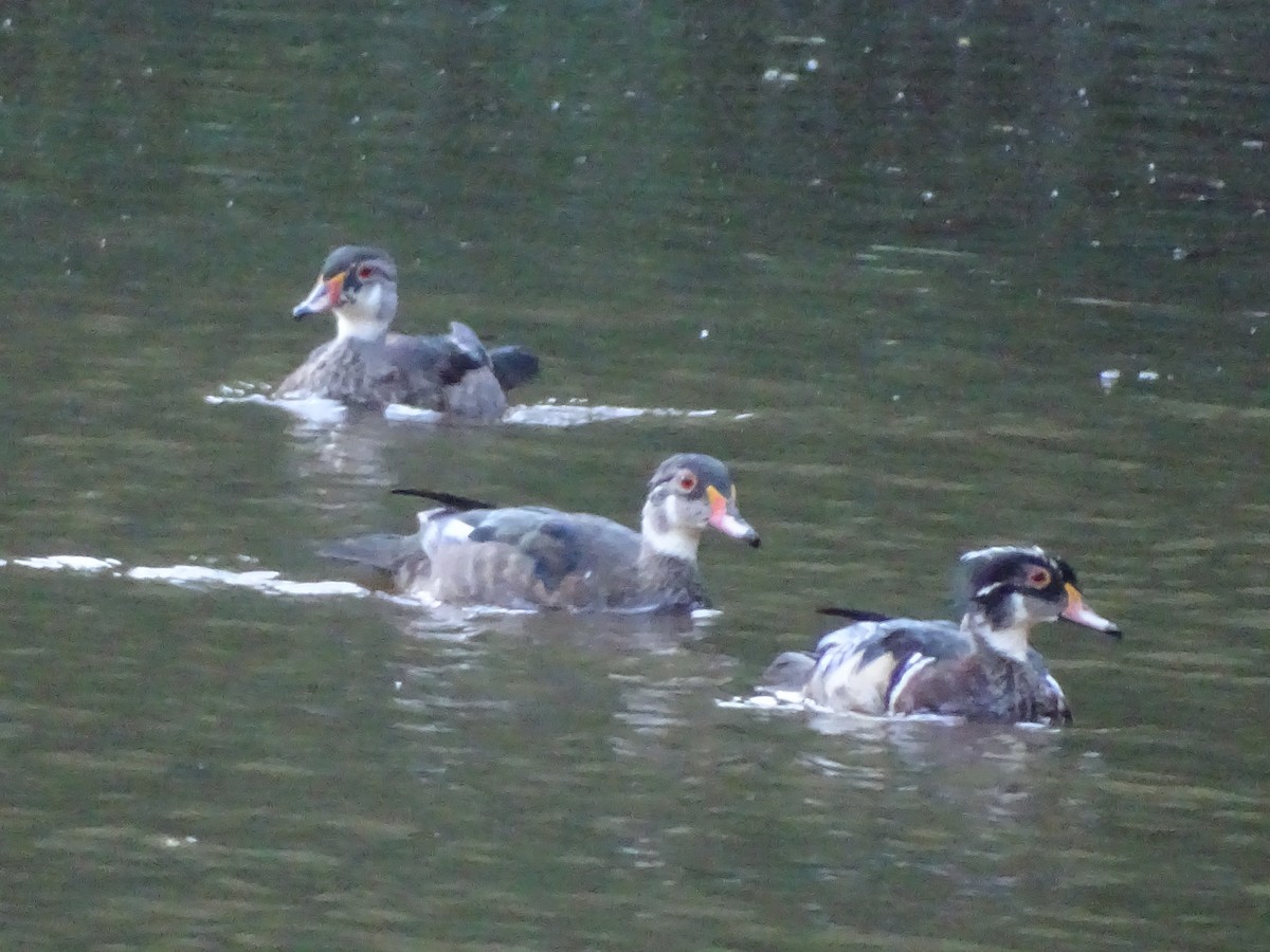 Wood Duck - ML620479868