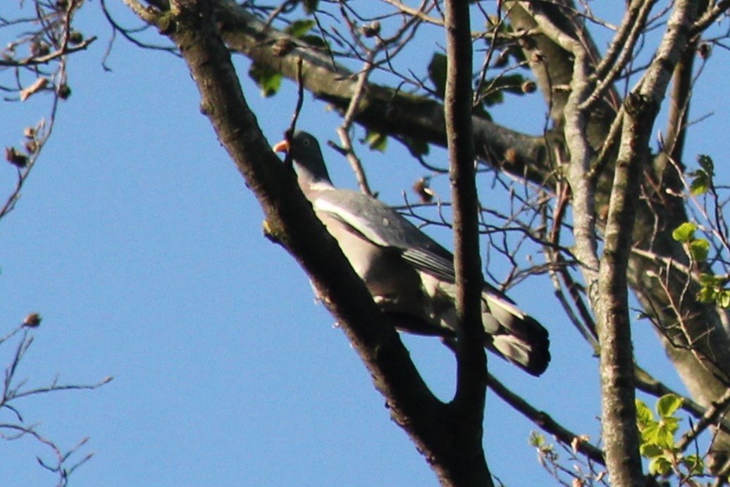 Common Wood-Pigeon - ML620479869