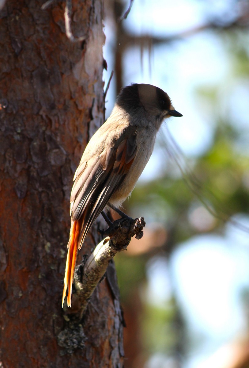 Siberian Jay - ML620479871